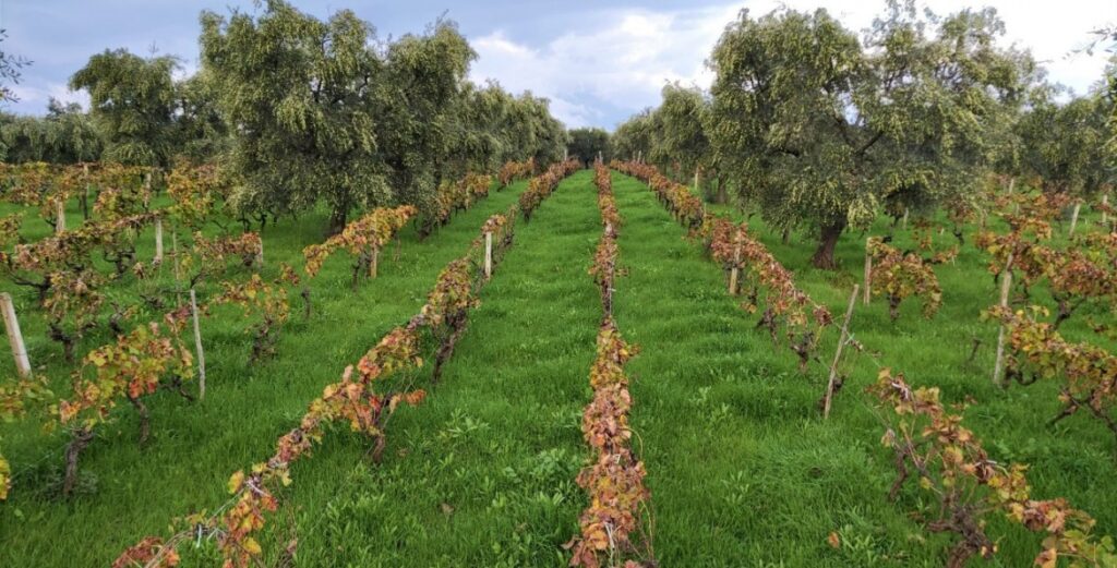 agricoltura - Meraviglie di Calabria - 2