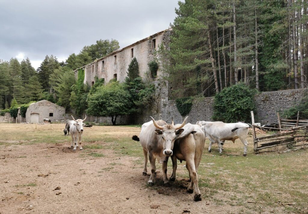 ferdinandea 1 - Meraviglie di Calabria - 8