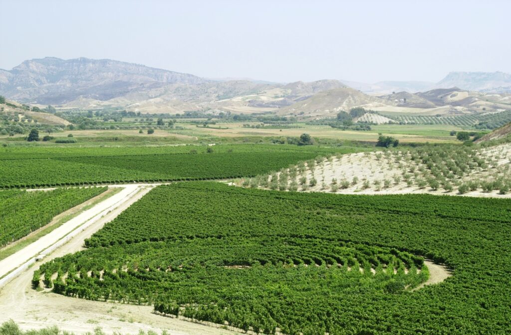 labirinto dei vitigni autoctoni - Meraviglie di Calabria - 2