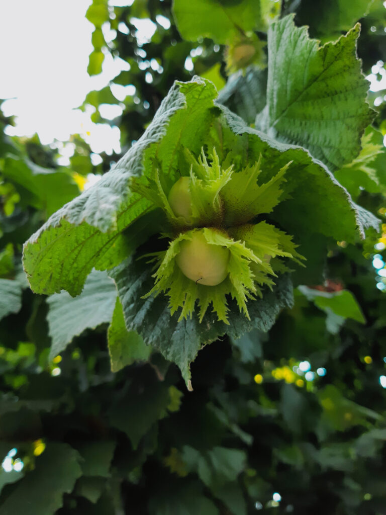 nocciola 1 - Meraviglie di Calabria - 4