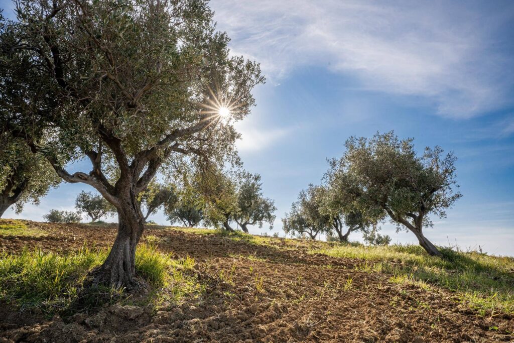 Agrocalabria veduta alberi 3 - Meraviglie di Calabria - 6