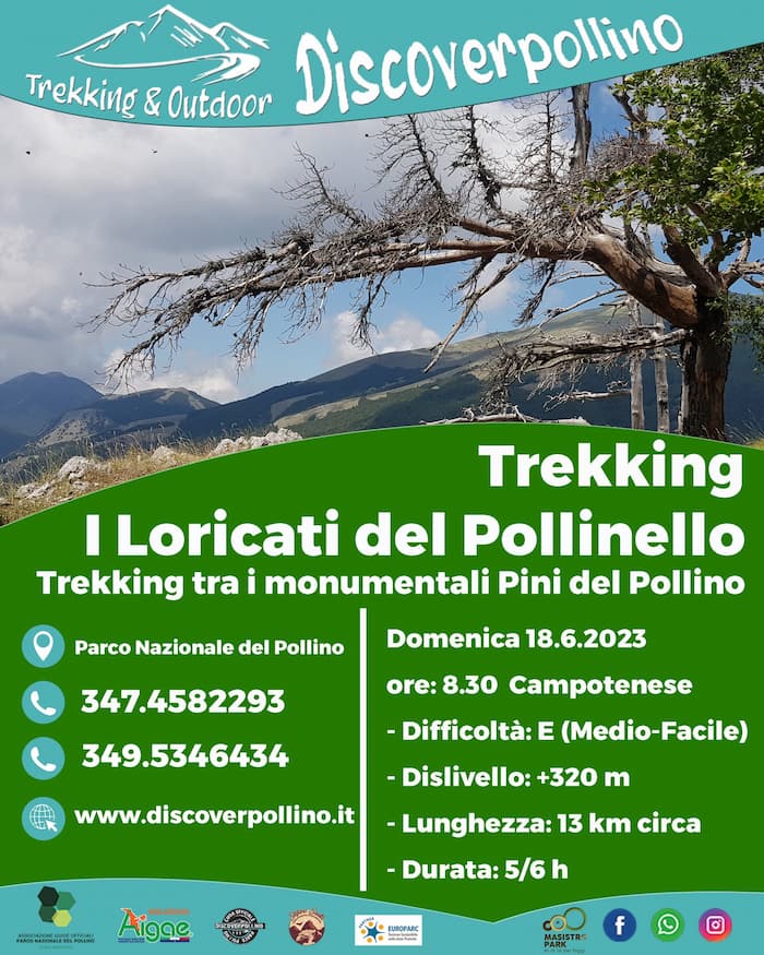 I Loricati del Pollinello Trekking tra u monumentali Pini del Pollino 18 Giugno 2023 locandina - Meraviglie di Calabria - 16