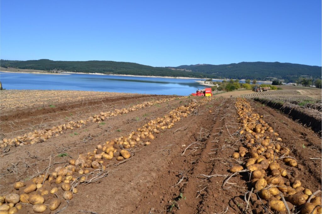 Patate baciate dal sole in riva al lago 1536x1023 1 - Meraviglie di Calabria - 10