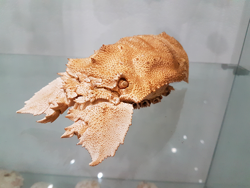 fossili - Meraviglie di Calabria - 4