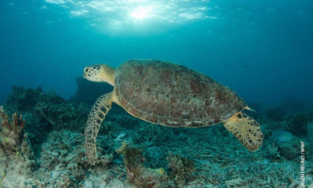 side view of turtle image - Meraviglie di Calabria - 8