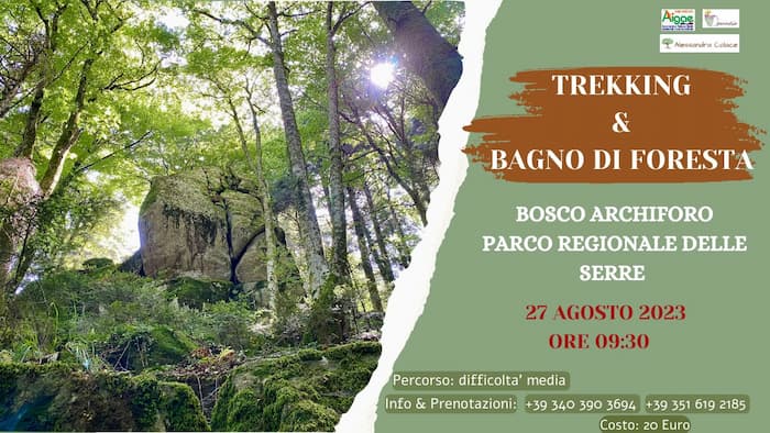 Trekking e Bagno di Foresta 27 Agosto 2023 Bosco Archiforo Parco Regionale delle Serre locandina 1 - Meraviglie di Calabria - 20