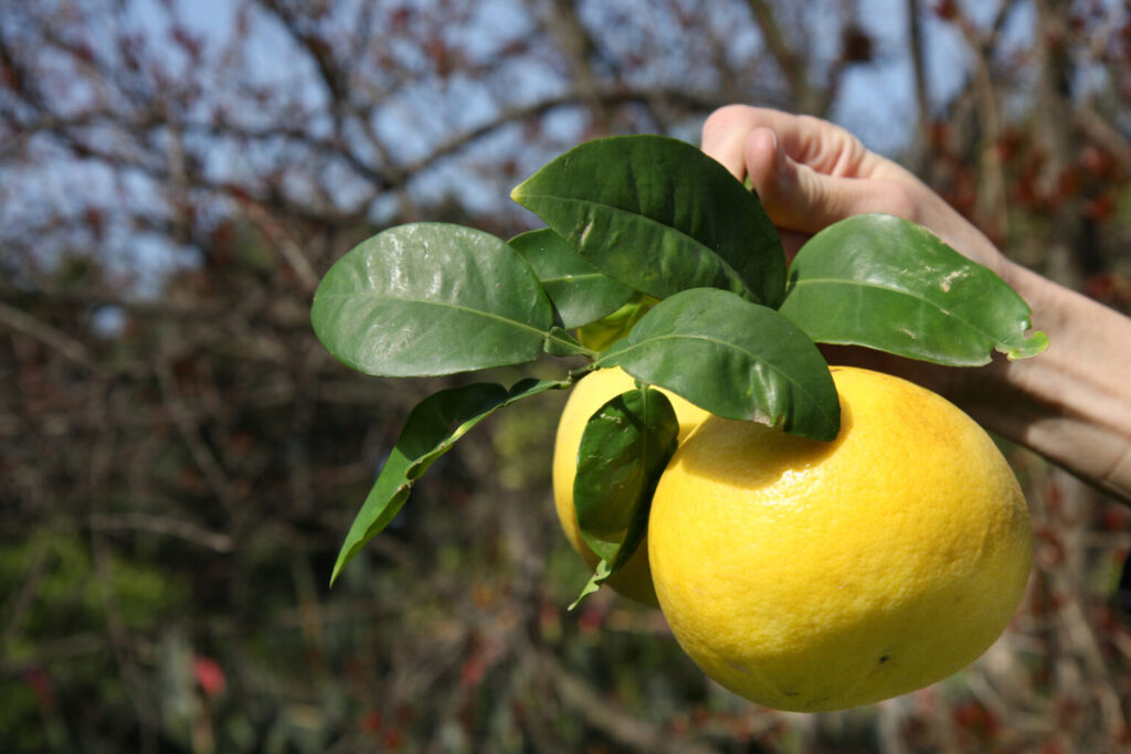 bergamotto 1536x1024 1 - Meraviglie di Calabria - 4