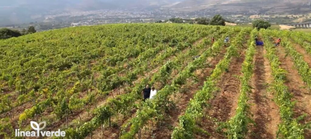 filari paesaggio - Meraviglie di Calabria - 14