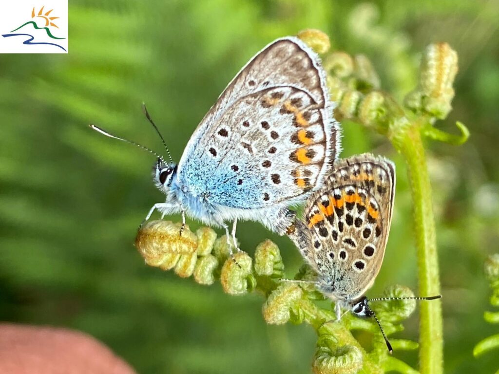 13 11 impollinatori - Meraviglie di Calabria - 6