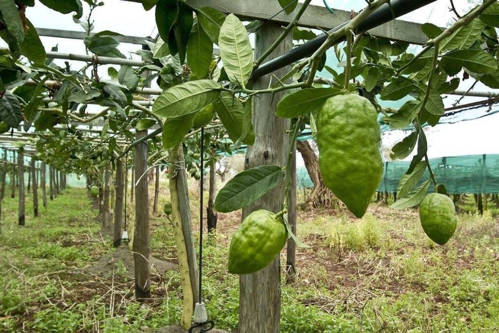 Cedro di Santa Maria del cedro - Meraviglie di Calabria - 10