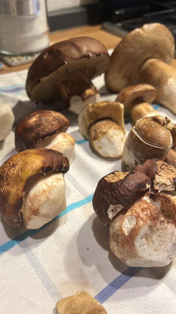 funghi in tavola n - Meraviglie di Calabria - 10