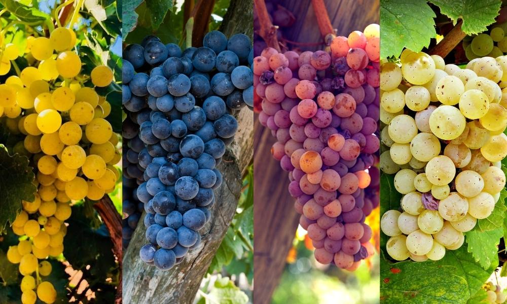 migliori vitigni aromatici - Meraviglie di Calabria - 4