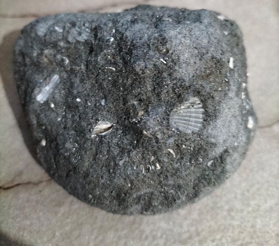 fossile 1 - Meraviglie di Calabria - 4
