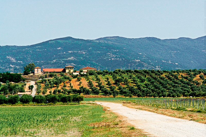 vigneti statti lamezia terme 3 - Meraviglie di Calabria - 8