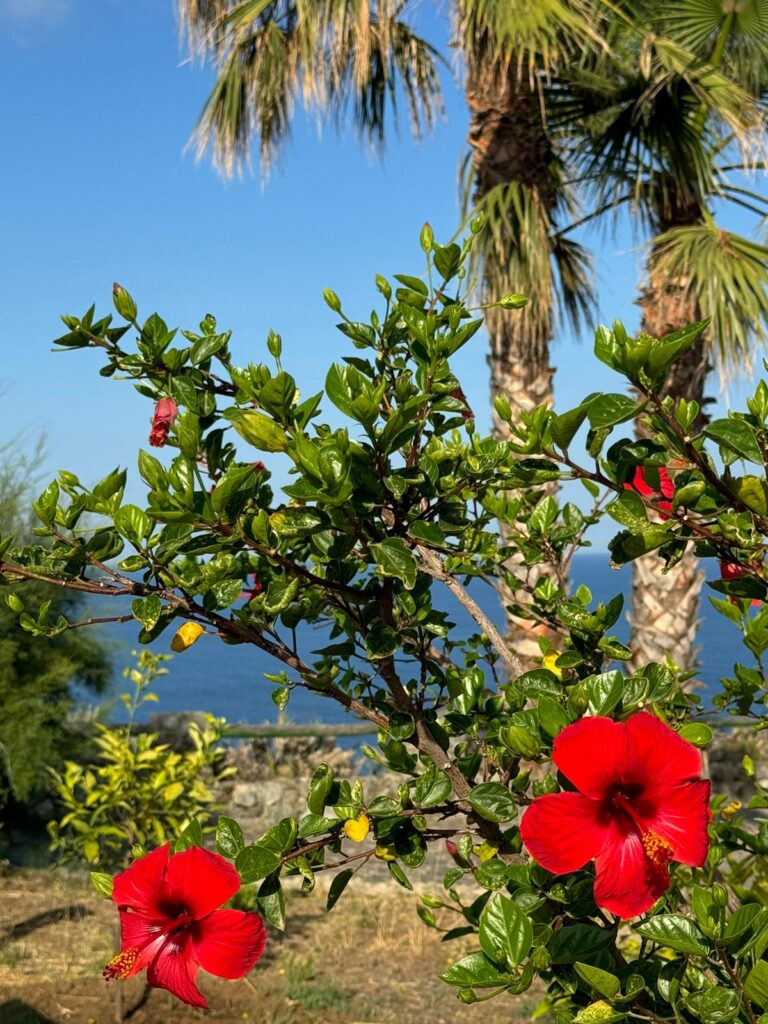 fioritura - Meraviglie di Calabria - 6