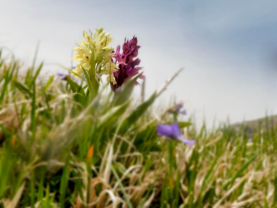 orchidea selvatica del pollino - Meraviglie di Calabria - 12