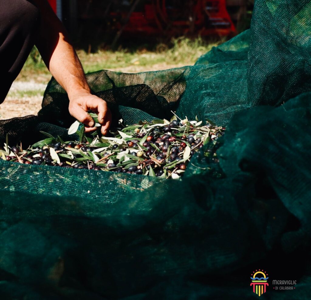 1 Olive raccolta - Meraviglie di Calabria - 12