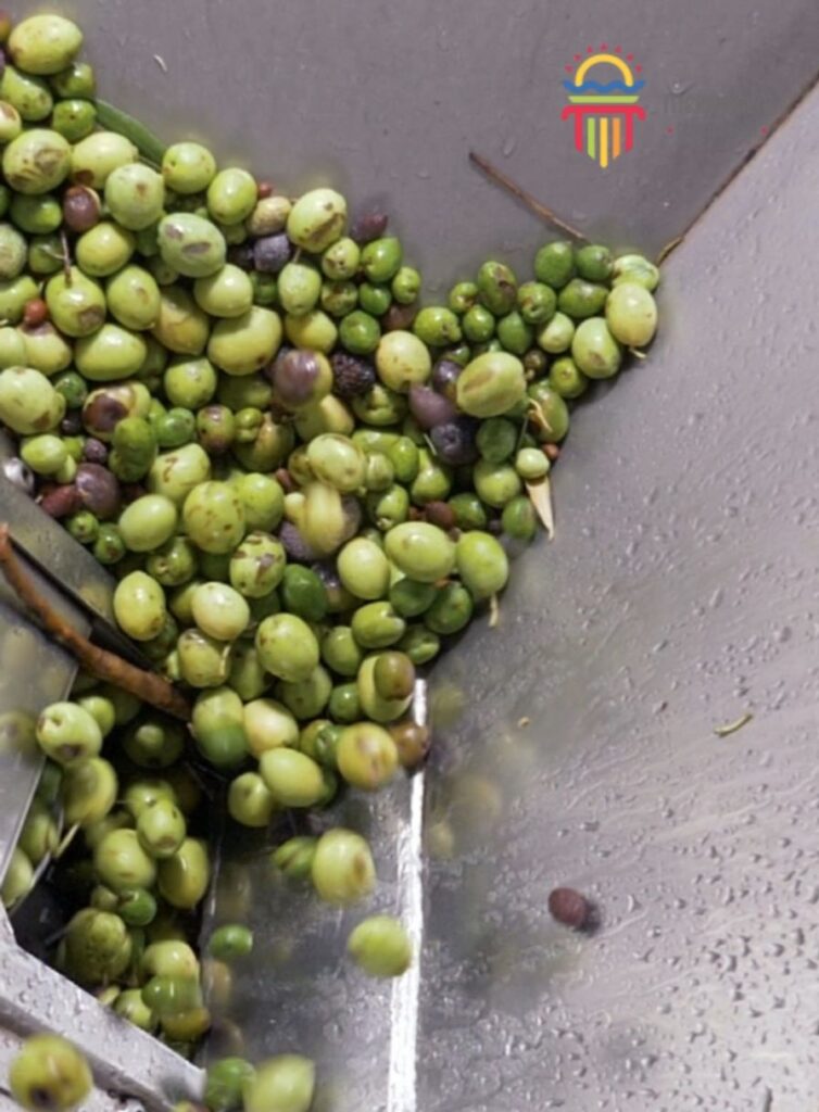 11 Olive raccolta olio - Meraviglie di Calabria - 20