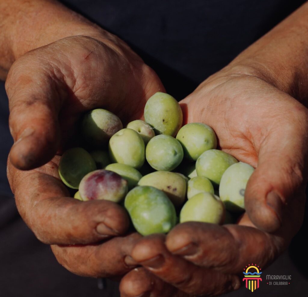 2 Olive raccolta - Meraviglie di Calabria - 4