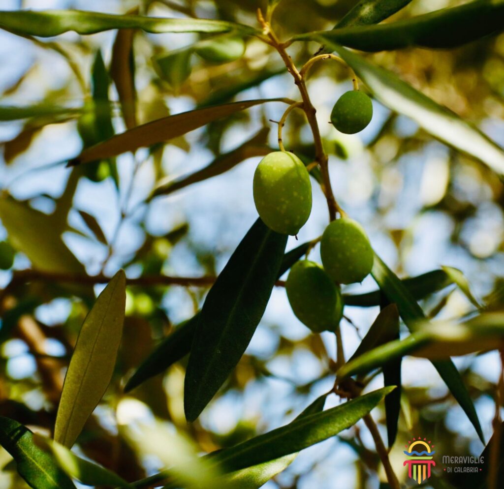 3 Olive raccolta - Meraviglie di Calabria - 4