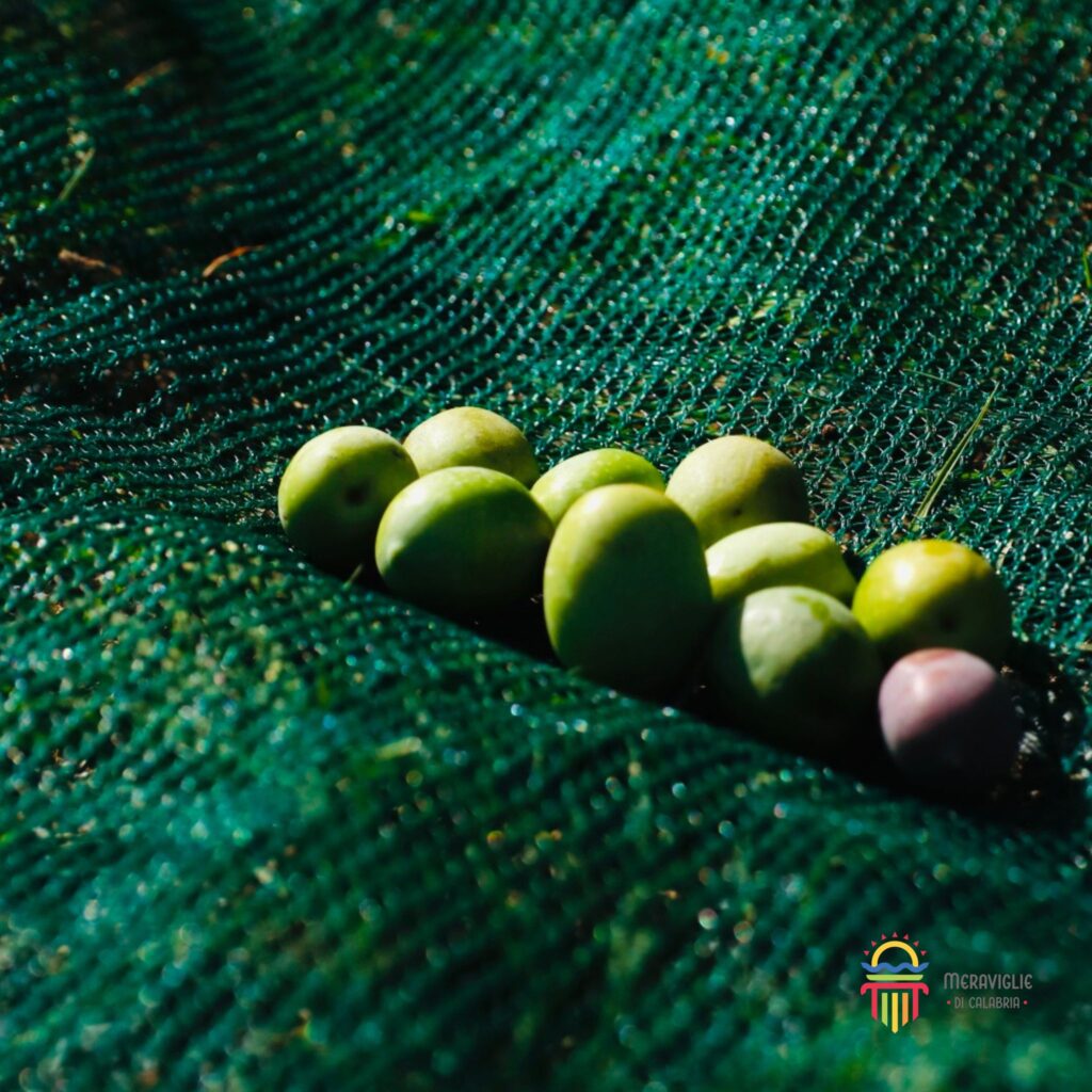 4 Olive raccolta - Meraviglie di Calabria - 10