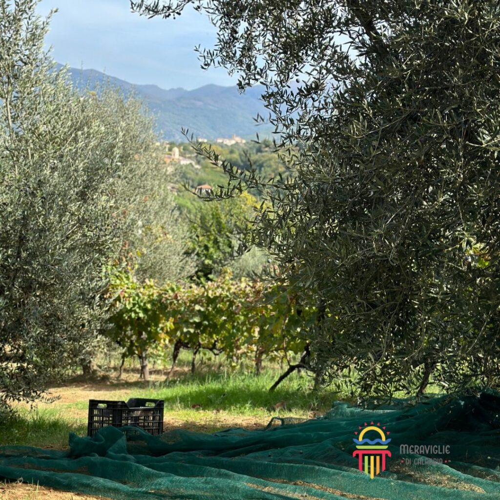 5 Olive raccolta - Meraviglie di Calabria - 6