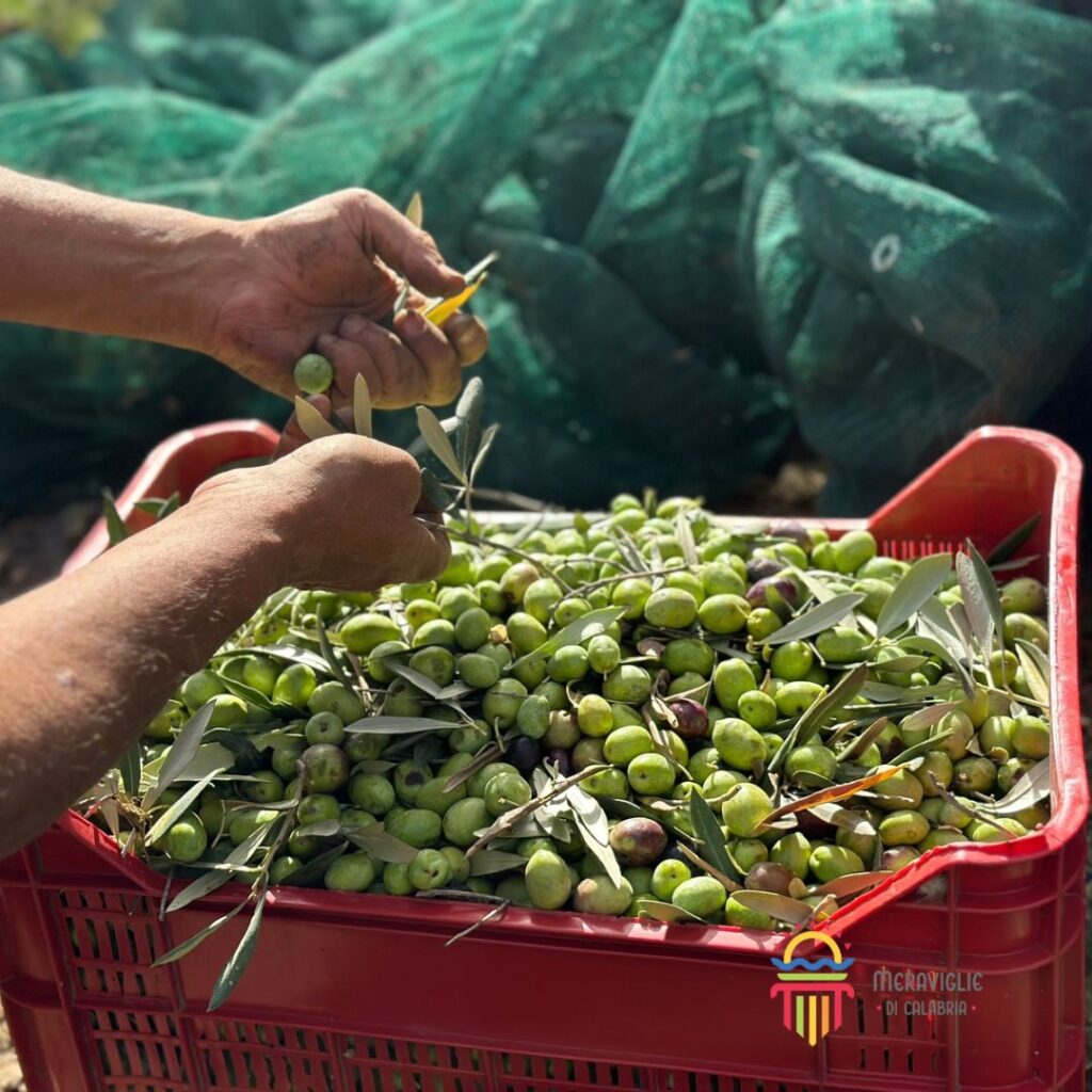 7 Olive raccolta - Meraviglie di Calabria - 14