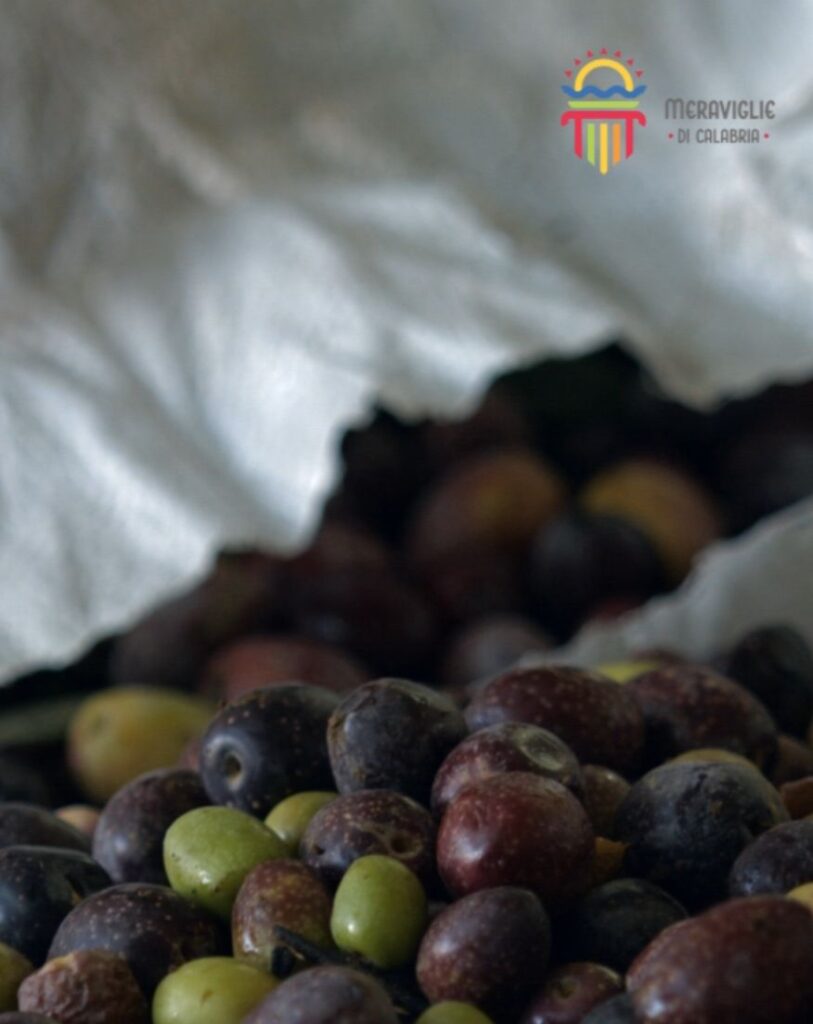 9 Olive raccolta - Meraviglie di Calabria - 16