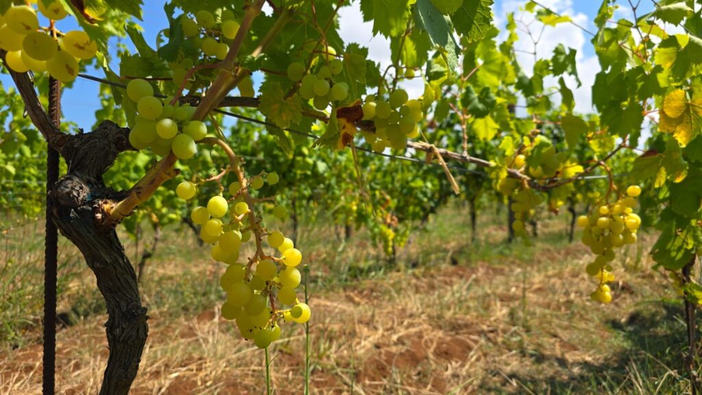 uva zibibbo - Meraviglie di Calabria - 4