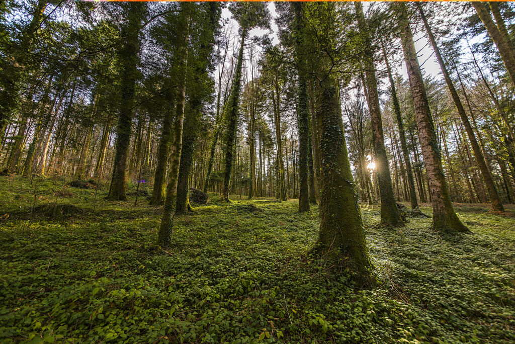 Bosco parco regionale delle serre - Meraviglie di Calabria - 10